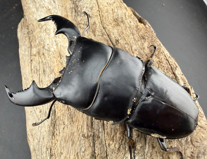 【WD】《スマトラオオヒラタ アチェ産 90.5mm ペア》