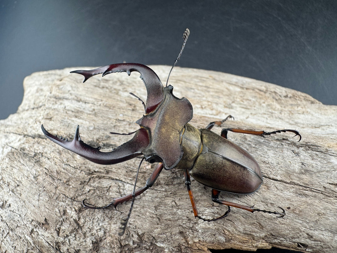 【WD】《グラディウスミヤマ 60.5mm ペア》