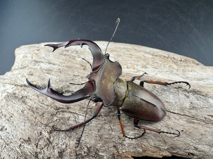 【WD】《グラディウスミヤマ 60.5mm ペア》