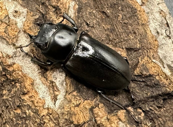 【WD】《ドルクス タオ 29mm ペア》