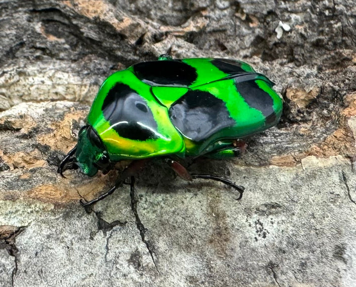 【WD】《マックレーツヤカナブン ペア》