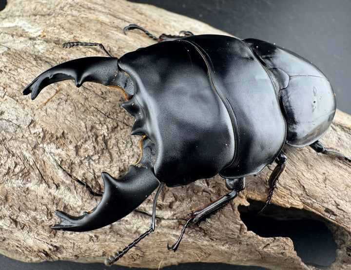 【WD】《アルキデスヒラタ ベンクール産 短歯 84mm 胸幅36mm ペア》