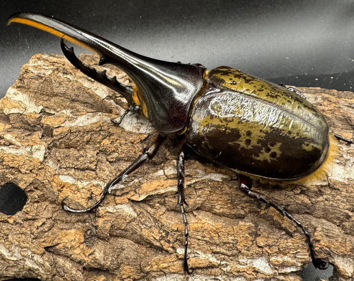 《ヘラクレス・ヘラクレス 125mm ペア》