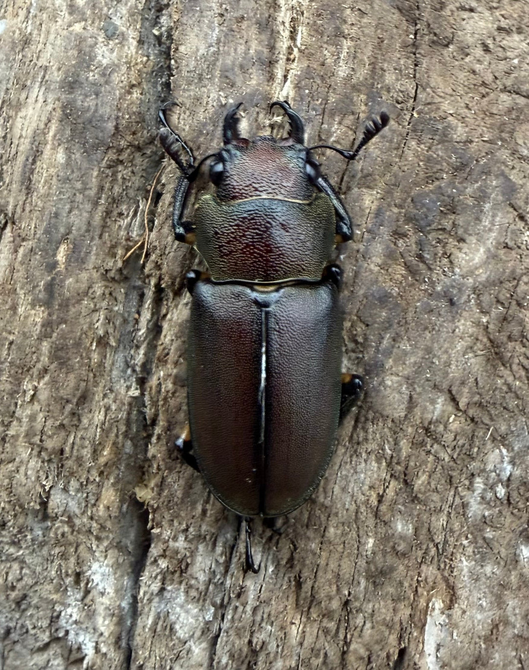 《メタリフェルホソアカ亜種サンギレンシス 24mm ♀単》