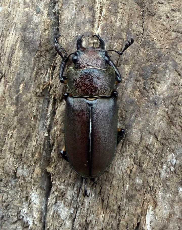 《メタリフェルホソアカ亜種サンギレンシス 24mm ♀単》