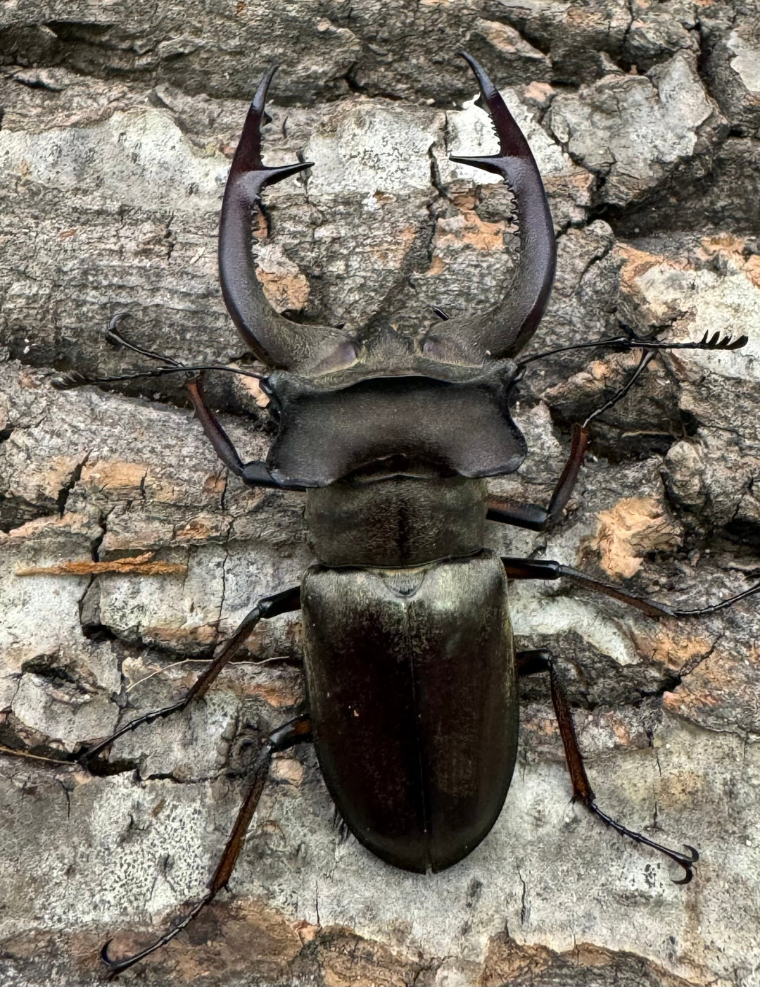 【WD】大型《クラーツミヤマ原名亜種 63mm ペア》