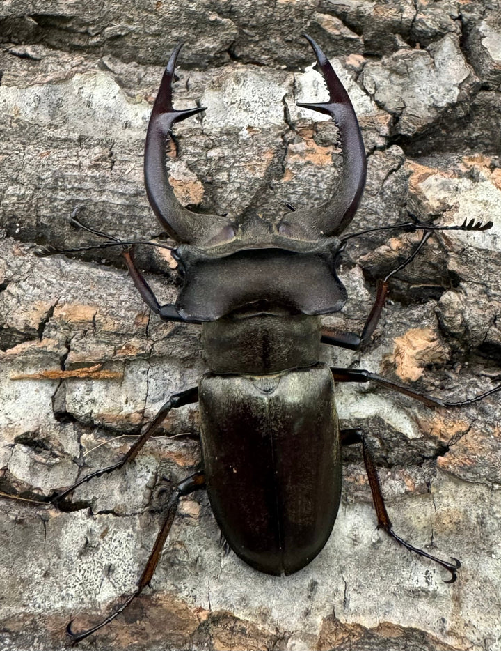 【WD】大型《クラーツミヤマ原名亜種 63mm ペア》