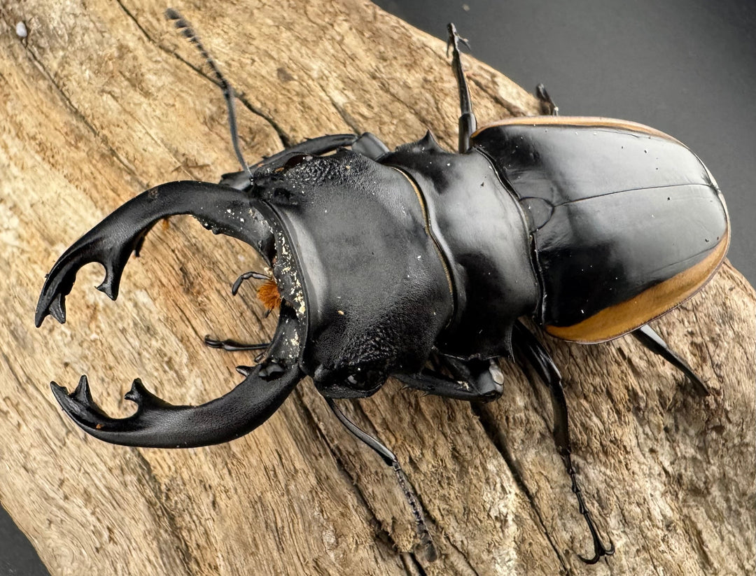 【WD】《クベラツヤクワガタ亜種sinensis ラオス産 81mm Bペア》