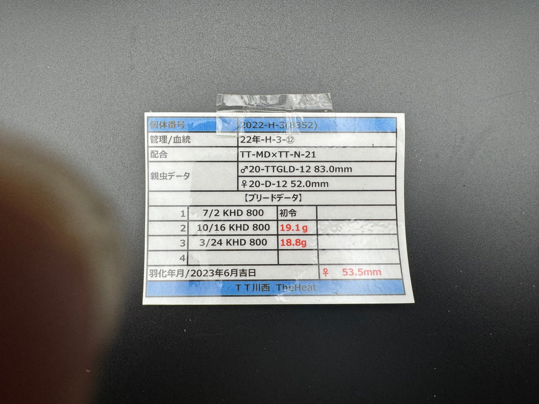 《オオクワガタ TT川西血統 53.5mm ♀単》ヒート氏ブリード個体