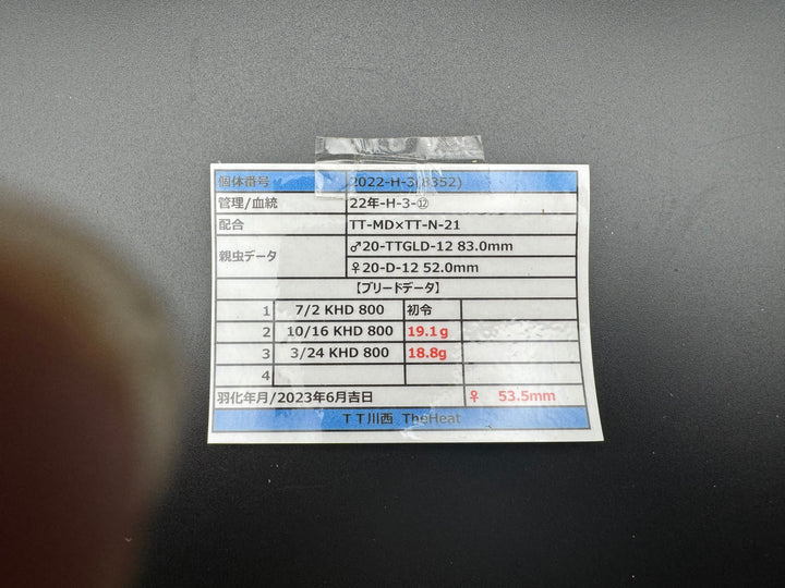 《オオクワガタ TT川西血統 53.5mm ♀単》ヒート氏ブリード個体