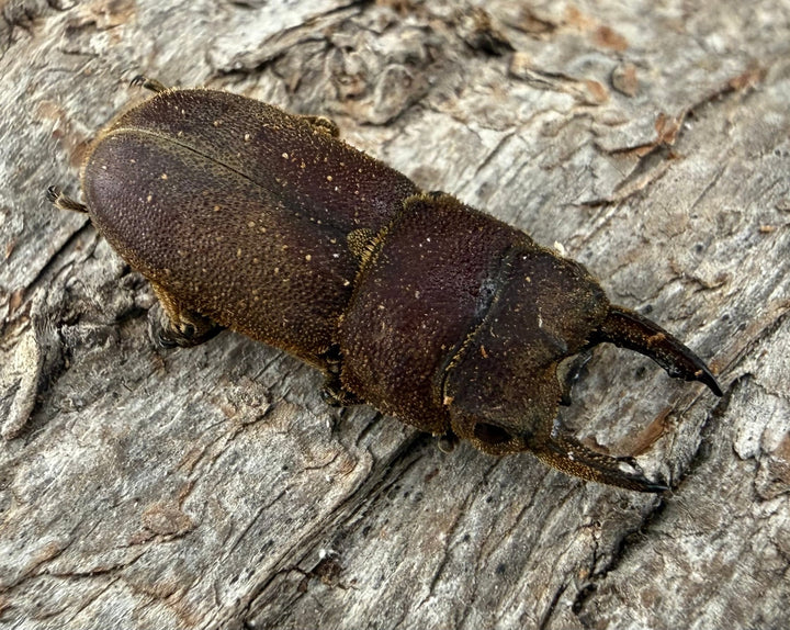 【WF9】《カプレオルスソリアシサビ ペア 19.5mm ペア》わたくわ氏ブリード個体