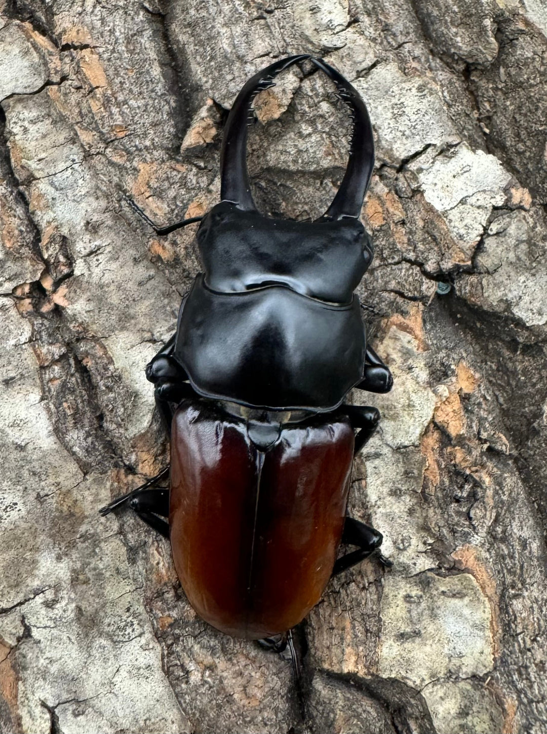 【WF2】《アローコクワ亜種リエン 70mm ♂♀♀トリオ》