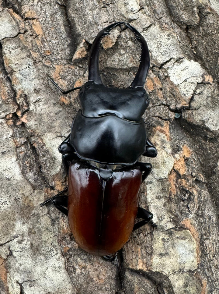 【WF2】《アローコクワ亜種リエン 70mm ♂♀♀トリオ》