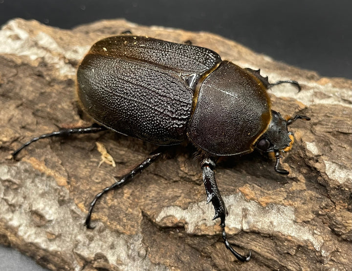 《ヘラクレス・ヘラクレス 126mm ペア》