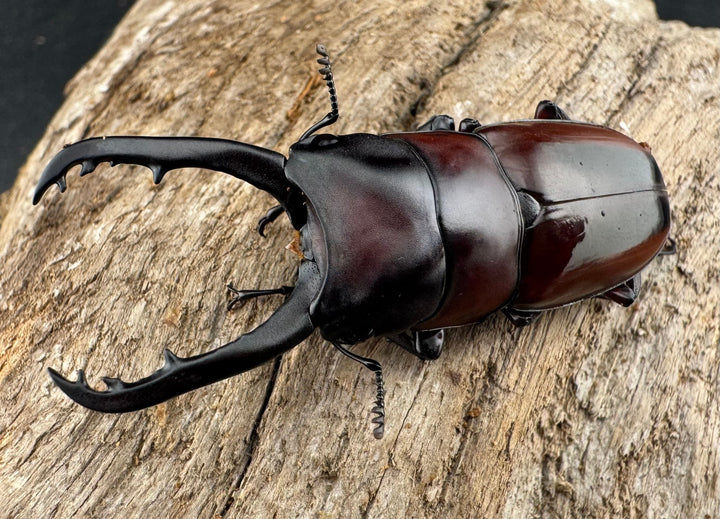 【WD】《ドルサリスノコギリ原名亜種 ボアク島産 52mm ペア》