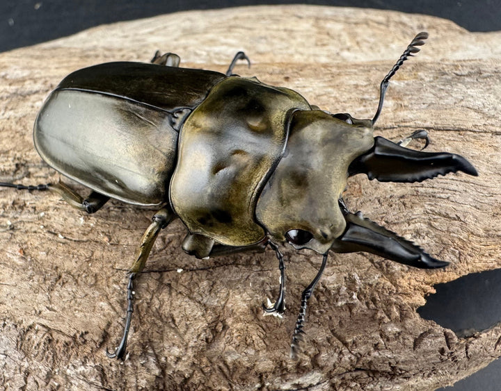 《ローゼンベルグオウゴンオニクワガタ 58mm ♂単》