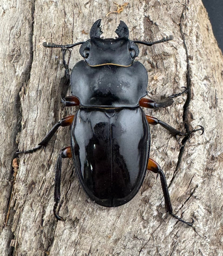 【WD】《インペリアリスツヤ亜種komorii バタラザ産 65mm ペア》