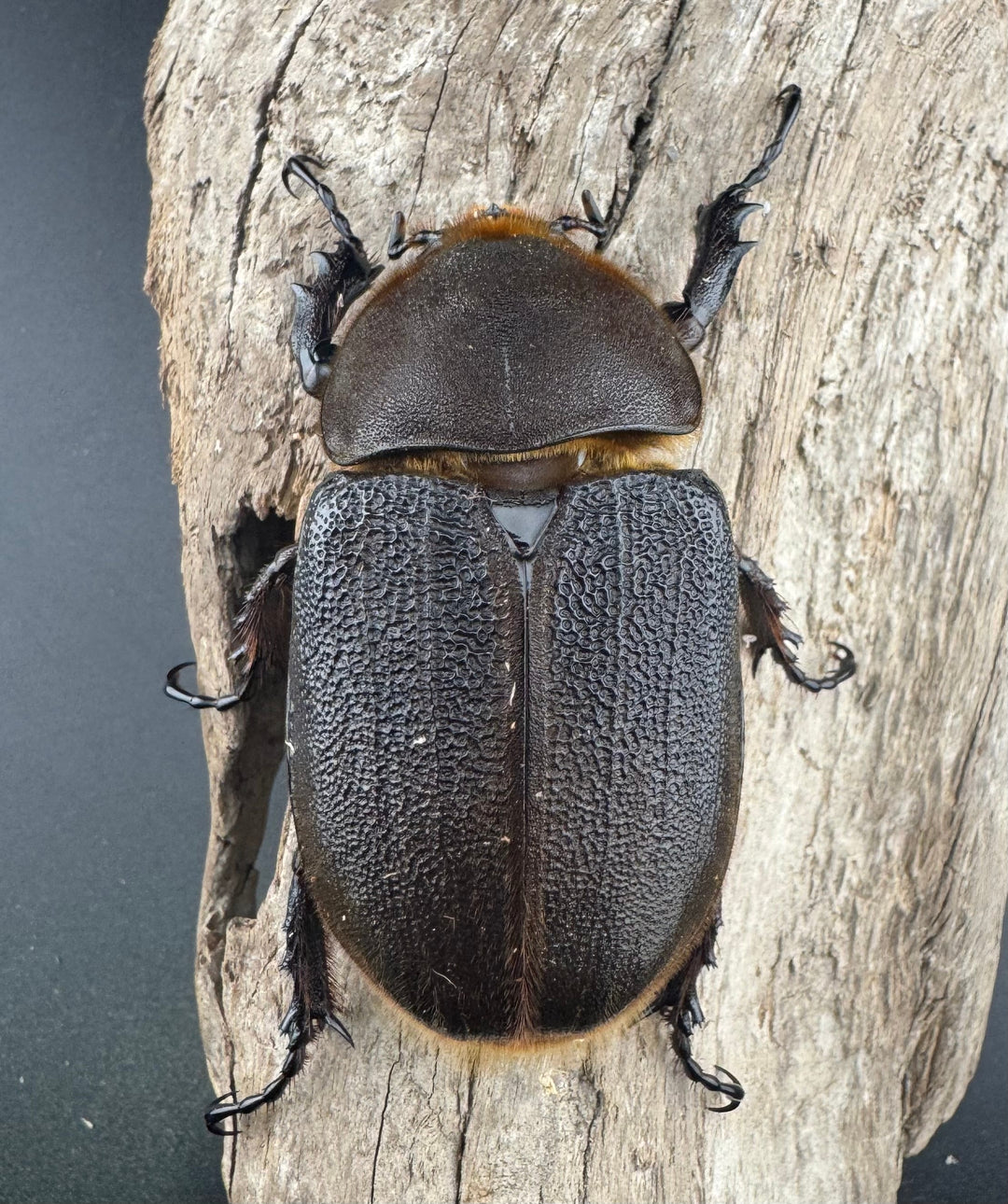 《ヘラクレス・ヘラクレス 141mm ペア》