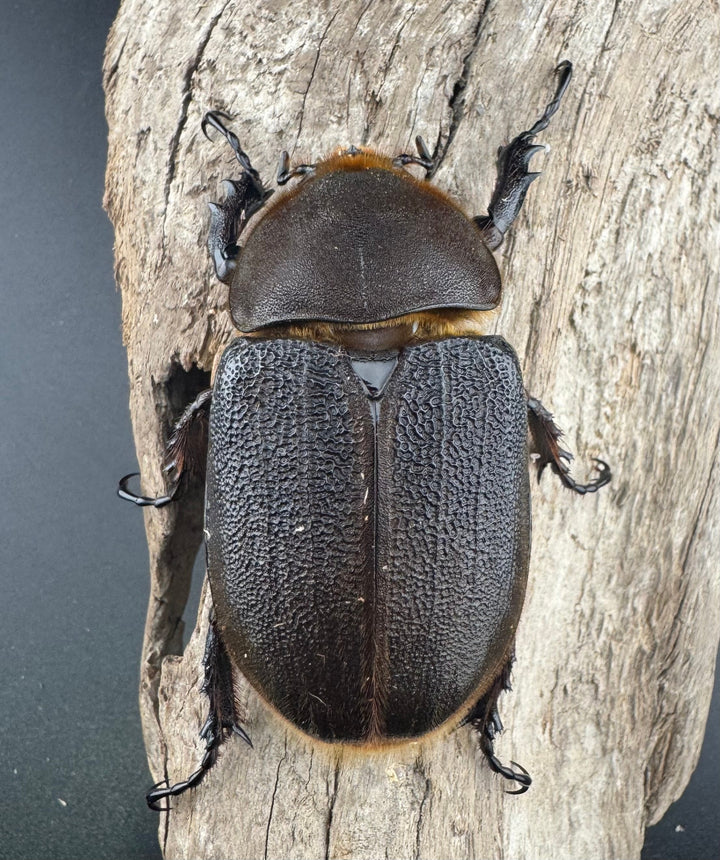 《ヘラクレス・ヘラクレス 141mm ペア》