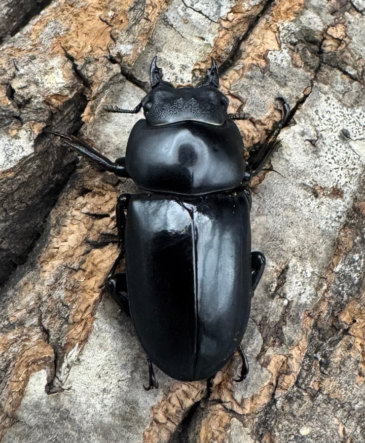 【WD】《セメノウコクワ 会東産 47mm ペア》