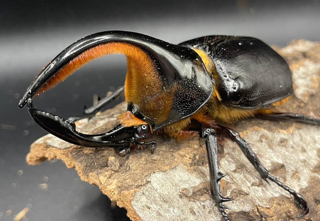 《サタンオオカブト 97mm ペア》