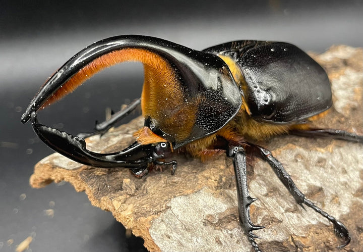 《サタンオオカブト 97mm ペア》