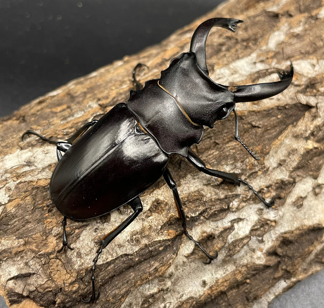 【WD】レア個体《アルケスツヤクワガタ 75mm ペア》