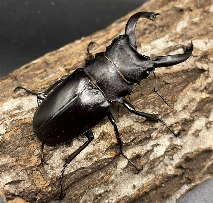 【WD】レア個体《アルケスツヤクワガタ 75mm ペア》