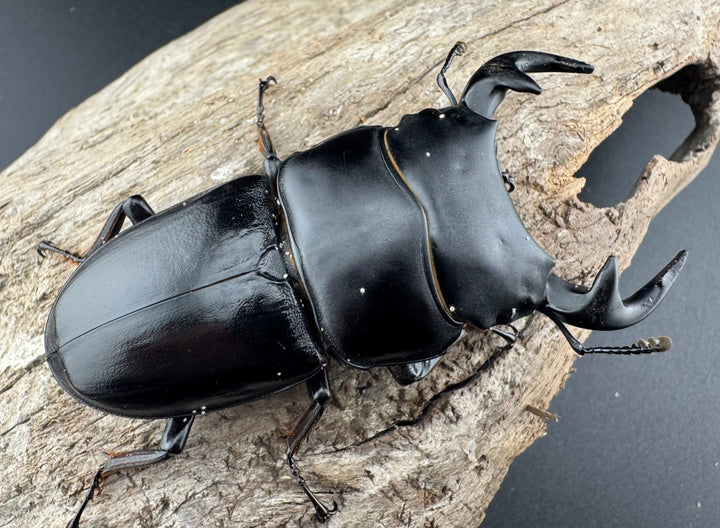 【WD】《グランディスオオクワ原名亜種 70mm A'品ペア》