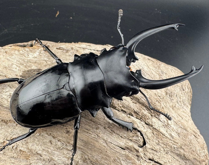 【WD】《ダールマンツヤクワガタ亜種celebensis 84mm ペア》