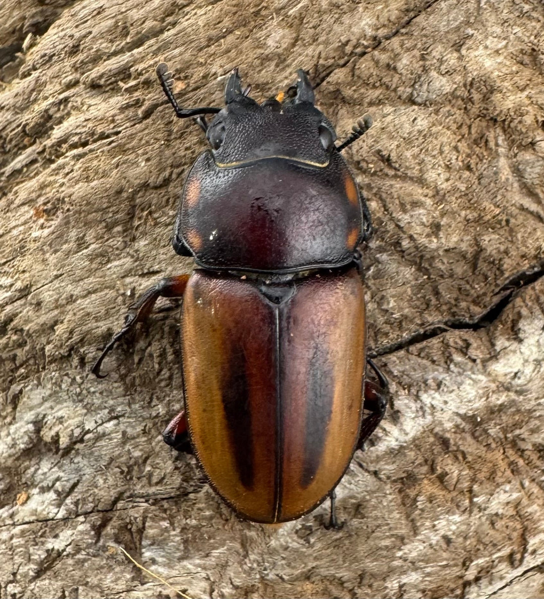 【WD】《ラテラリスノコギリ亜種バヤニー 40mm ペア》