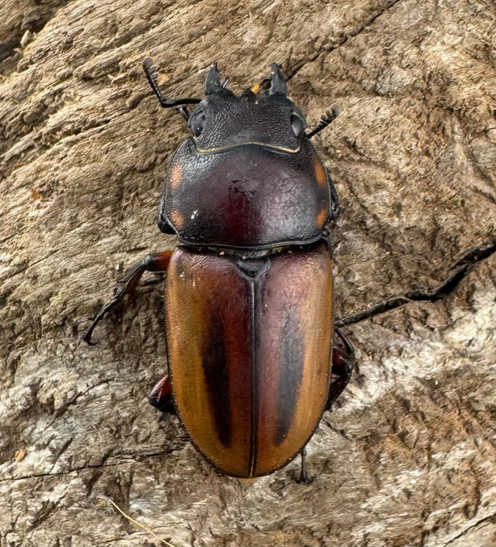 【WD】《ラテラリスノコギリ亜種バヤニー 40mm ペア》