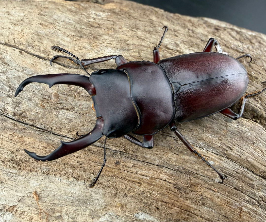 《ミシマコクワガタ 硫黄島産 43.5mm ♂♀♀トリオ》