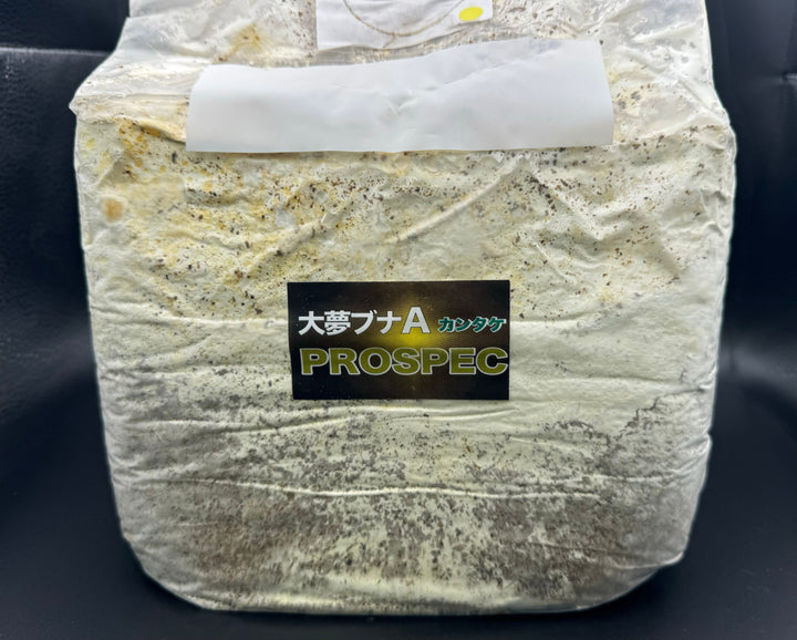 大夢Aブナ カンタケ ブロック 4200cc