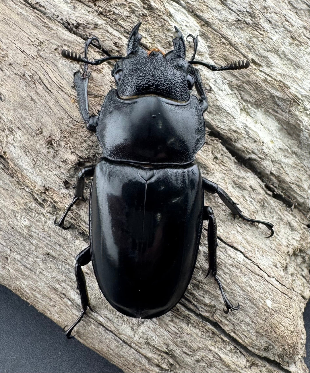 【WD】《セアカフタマタ（パリーフタマタ） 82mm ペア》