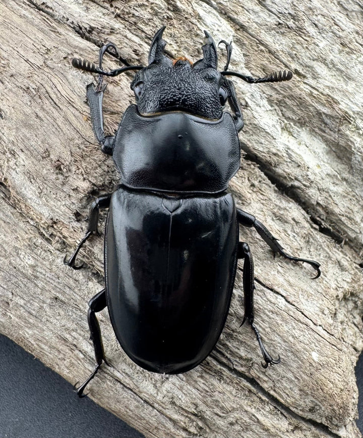 【WD】《セアカフタマタ（パリーフタマタ） 82mm ペア》