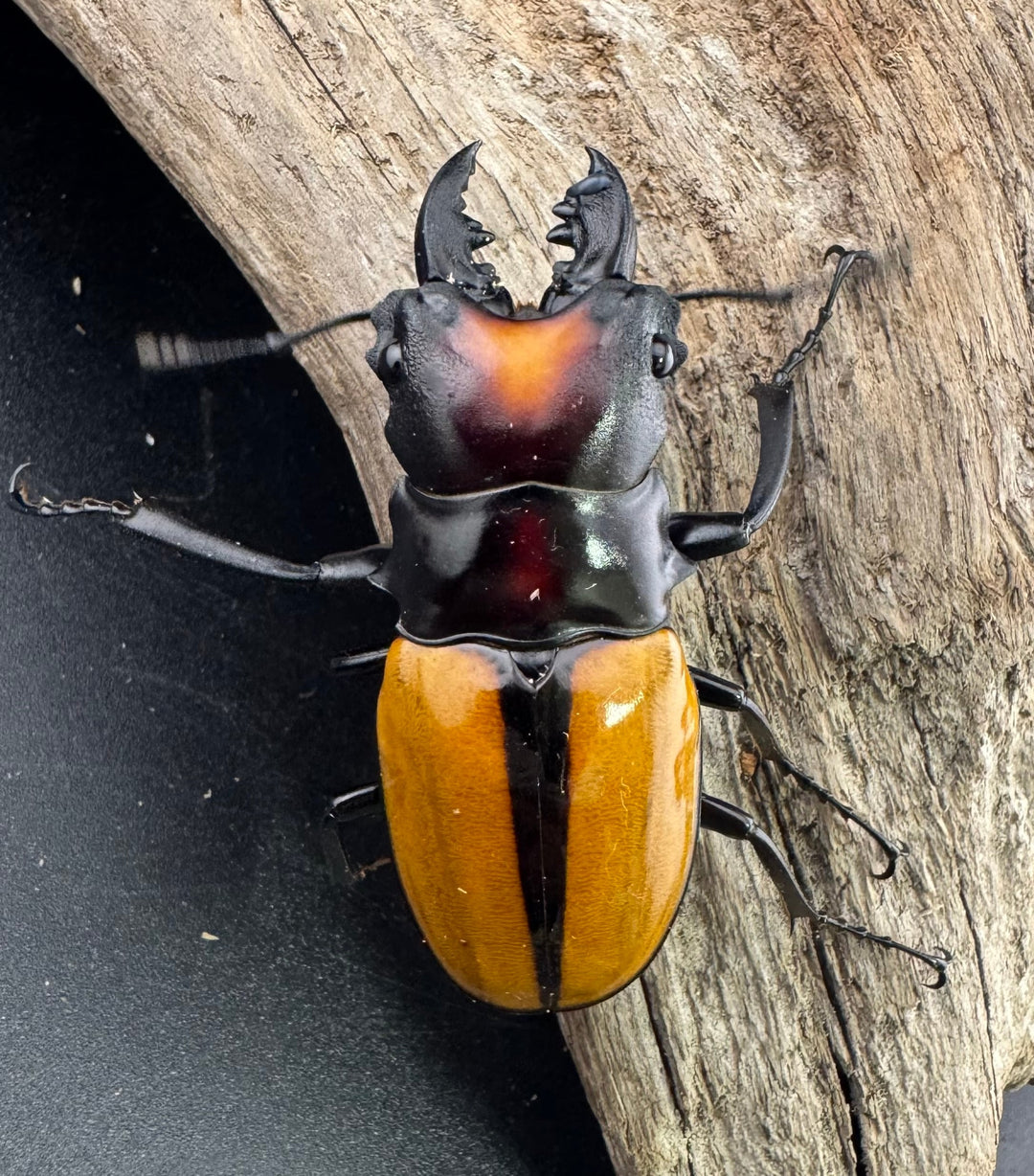 【WF1】《ボーレンホーベンツヤクワガタ 54mm ペア》