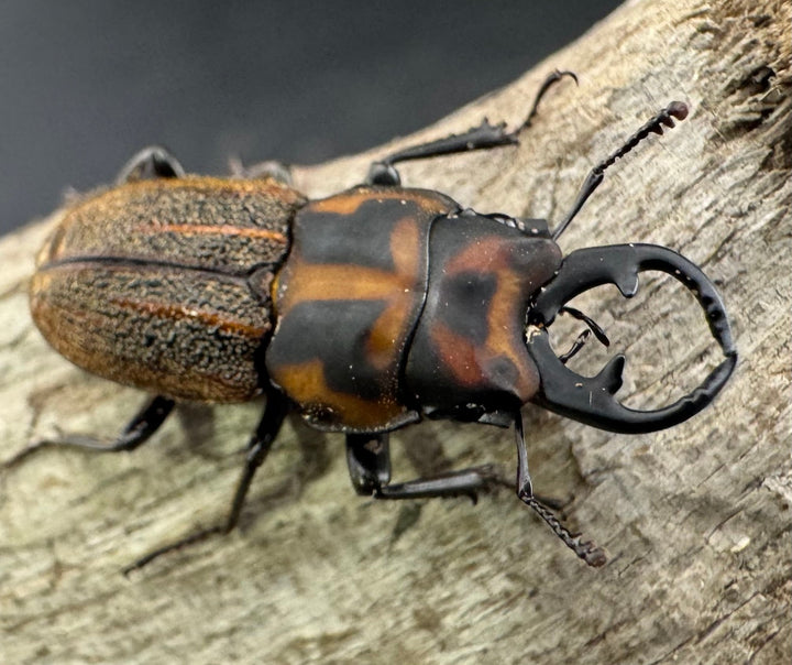 《ソウラニセネブト 19.5mm ペア》