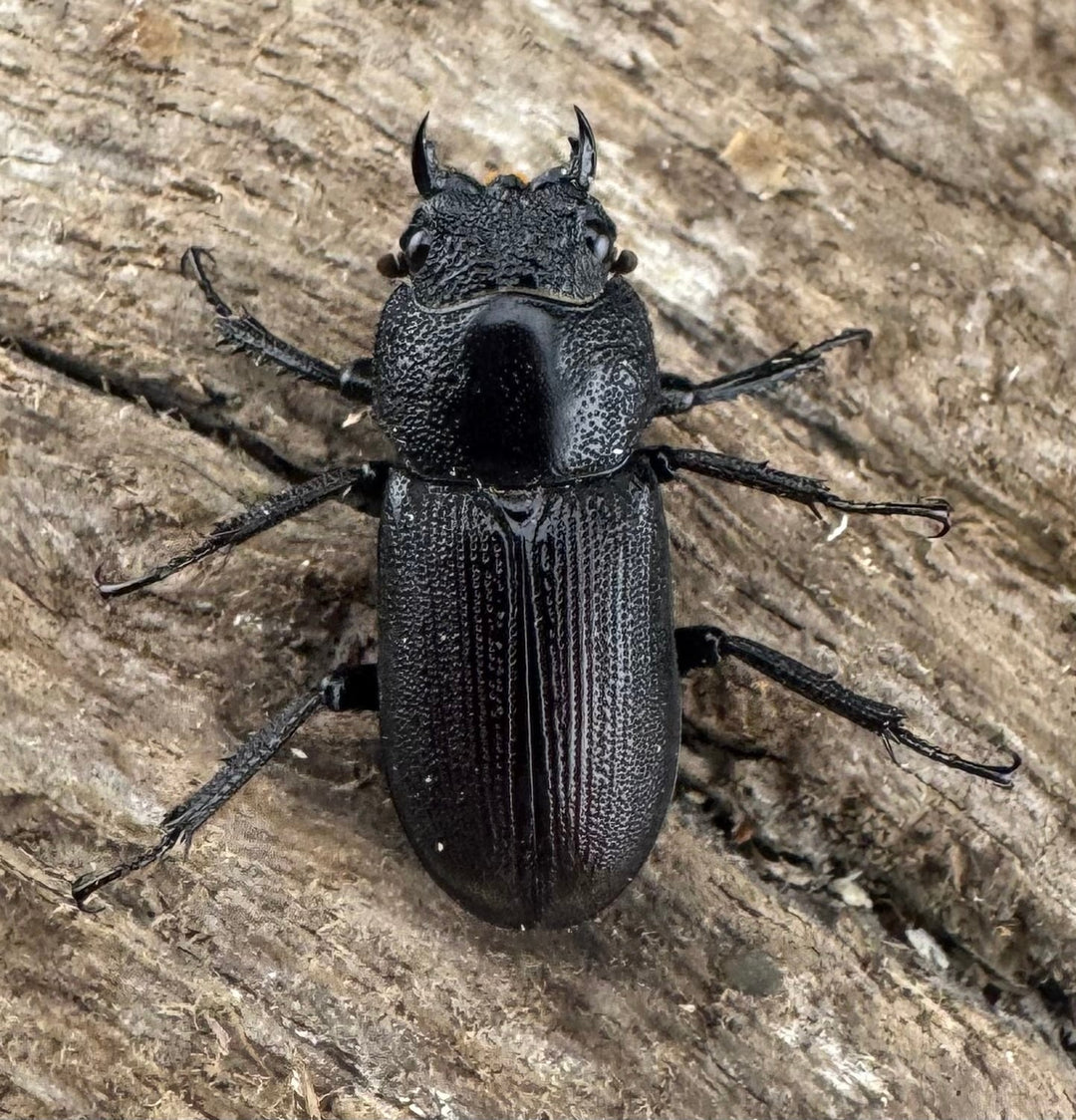 【WF3】《チュチェンセスジクワガタ 21mm ペア》