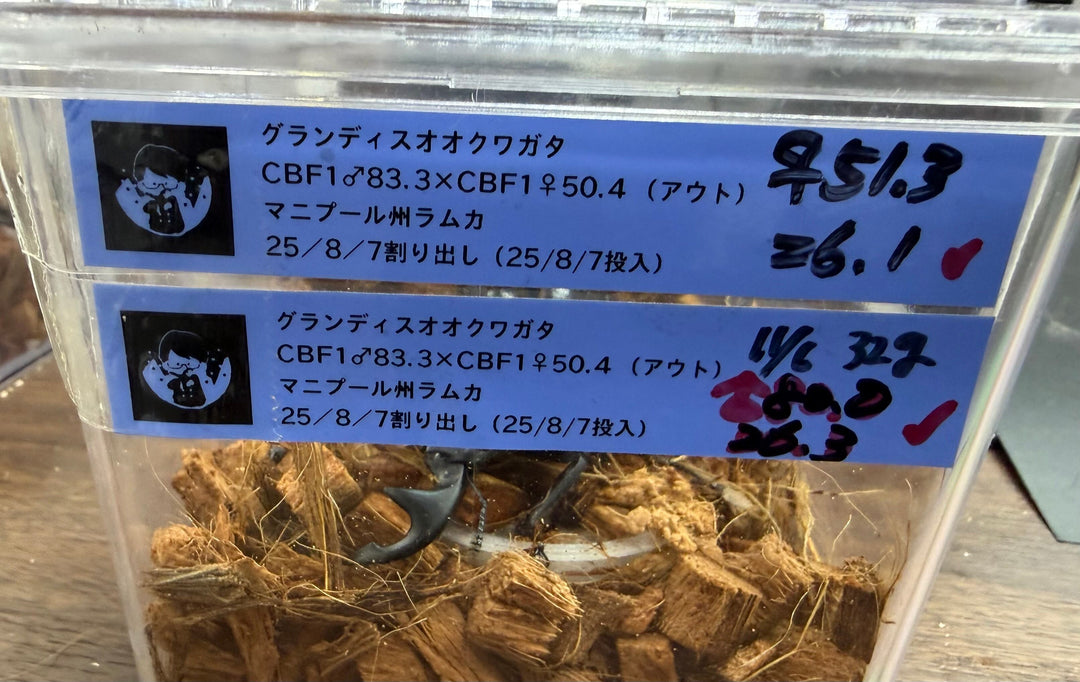 《インドグランディス亜種moriyai 80mm ペア》クワカブの部屋三森氏ブリード個体
