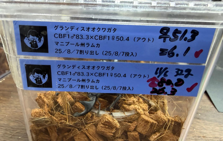 《インドグランディス亜種moriyai 80mm ペア》クワカブの部屋三森氏ブリード個体