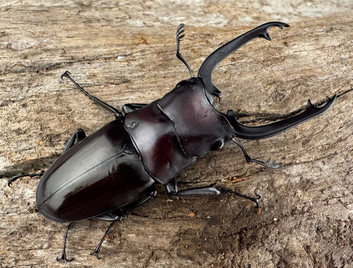 【WD】《ブッダノコギリ フィリピン北部亜種 45.5mm ペア》