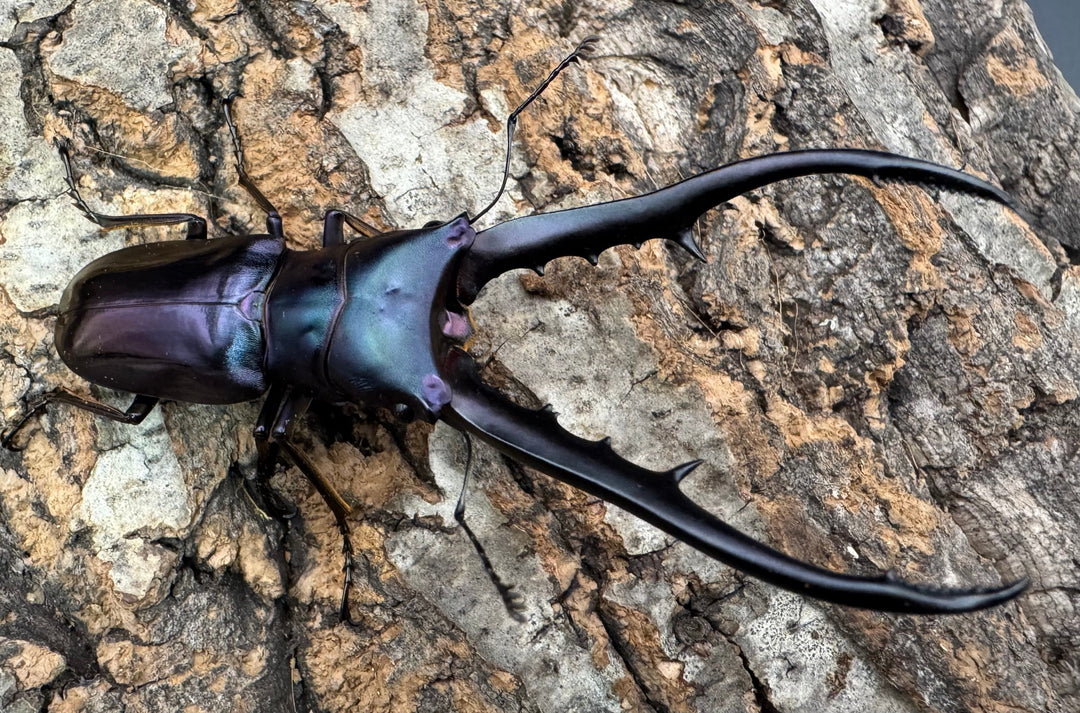 【美麗】《メタリフェルホソアカ 74mm ペア》わたくわ氏ブリード個体