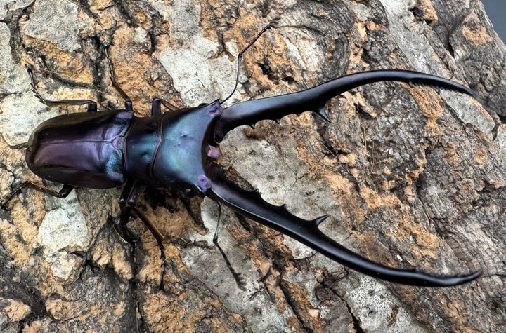 【美麗】《メタリフェルホソアカ 74mm ペア》わたくわ氏ブリード個体