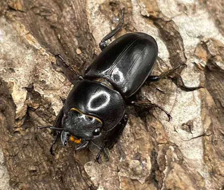 【WD】《グラキリスノコギリヒラタクワガタ  ♀単》※B品♂おまけ