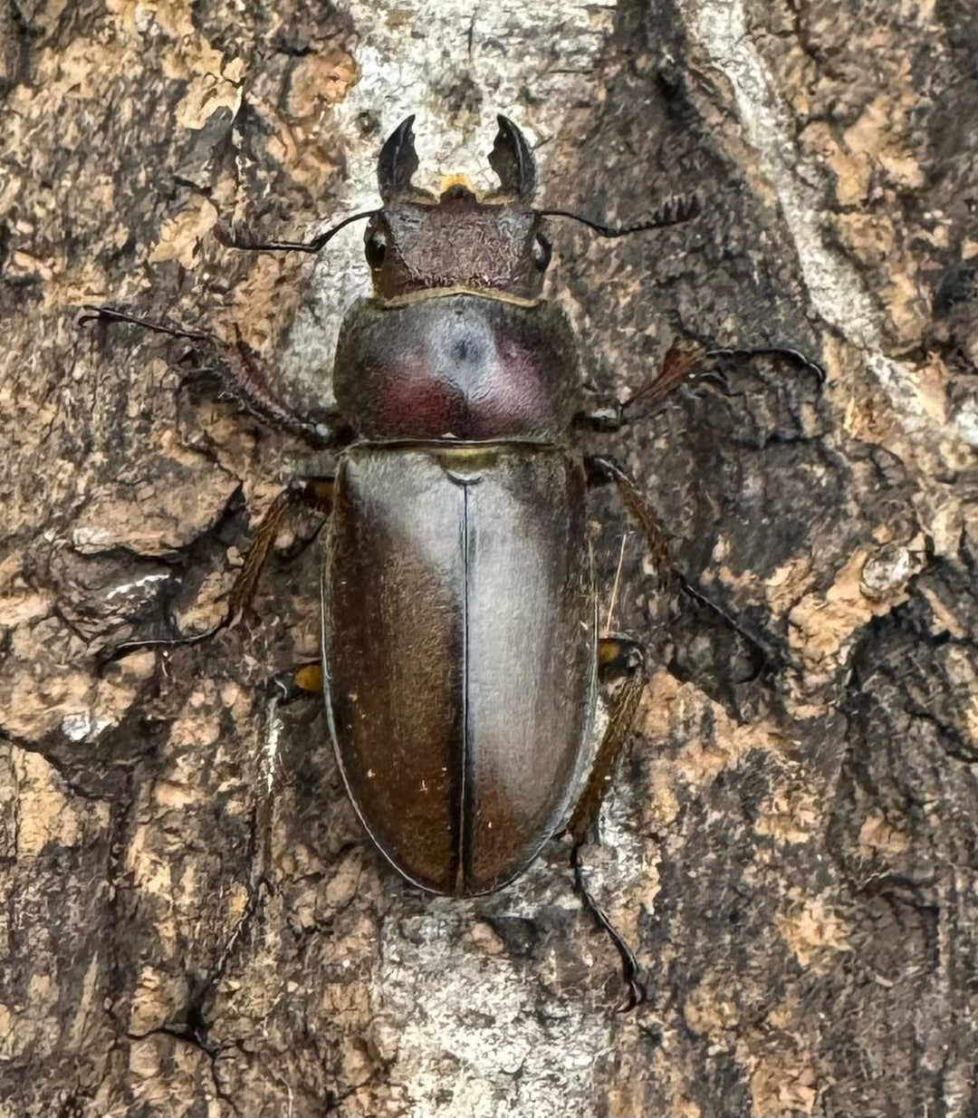 【WD】《フォルモサスミヤマクワガタ 52mm ペア》