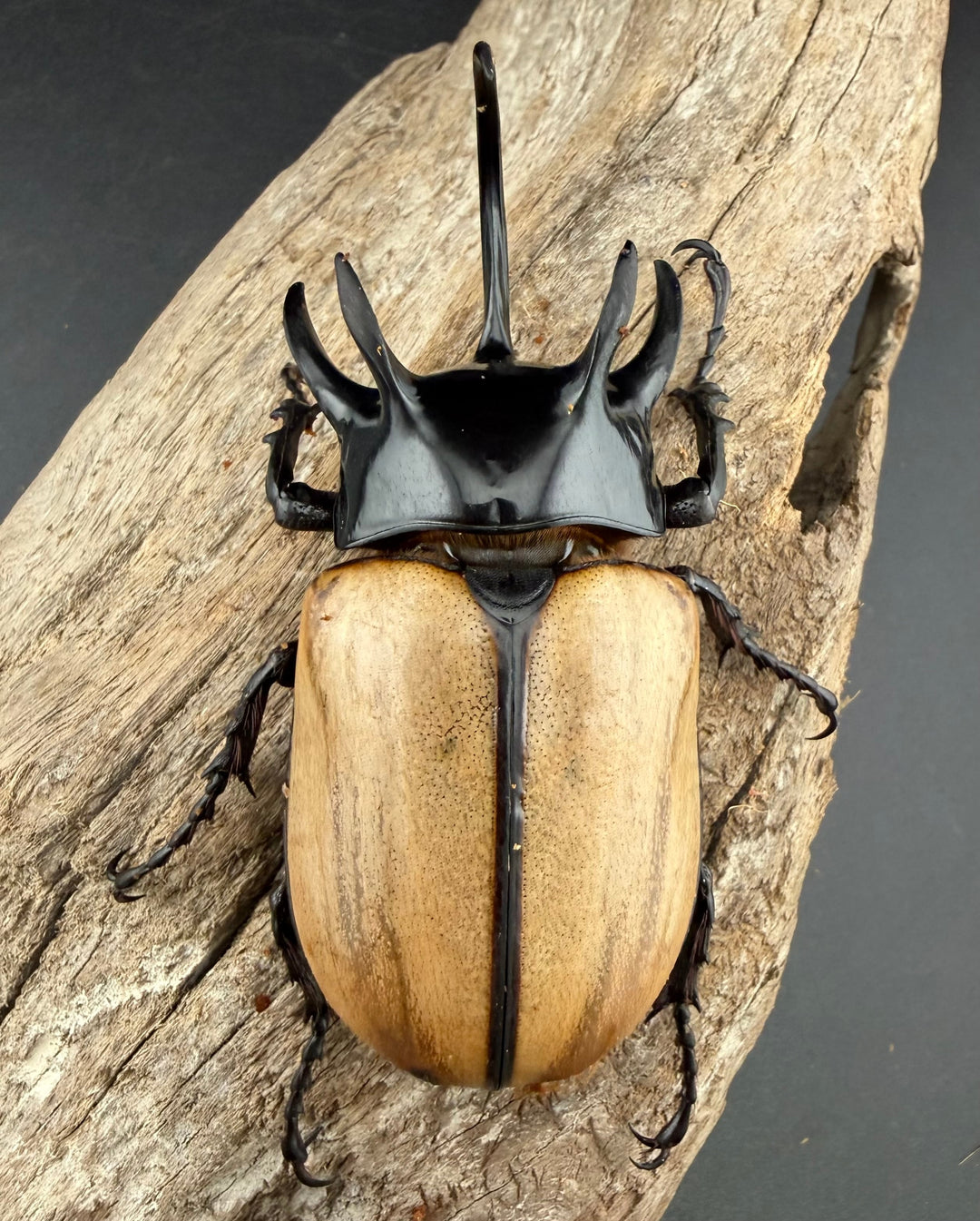 【WD】《ゴホンツノカブト原名亜種 タイ産 85mm ペア》