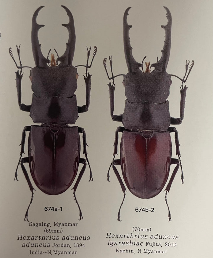 【WD】超貴重種《アドゥンクスフタマタミャンマー北部亜種 39mm ♂♀♀トリオ》