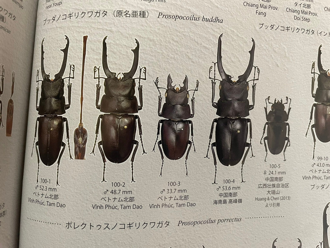 【WD】貴重種《ポレクトゥスノコギリクワガタ 48.5mmUP ペア》