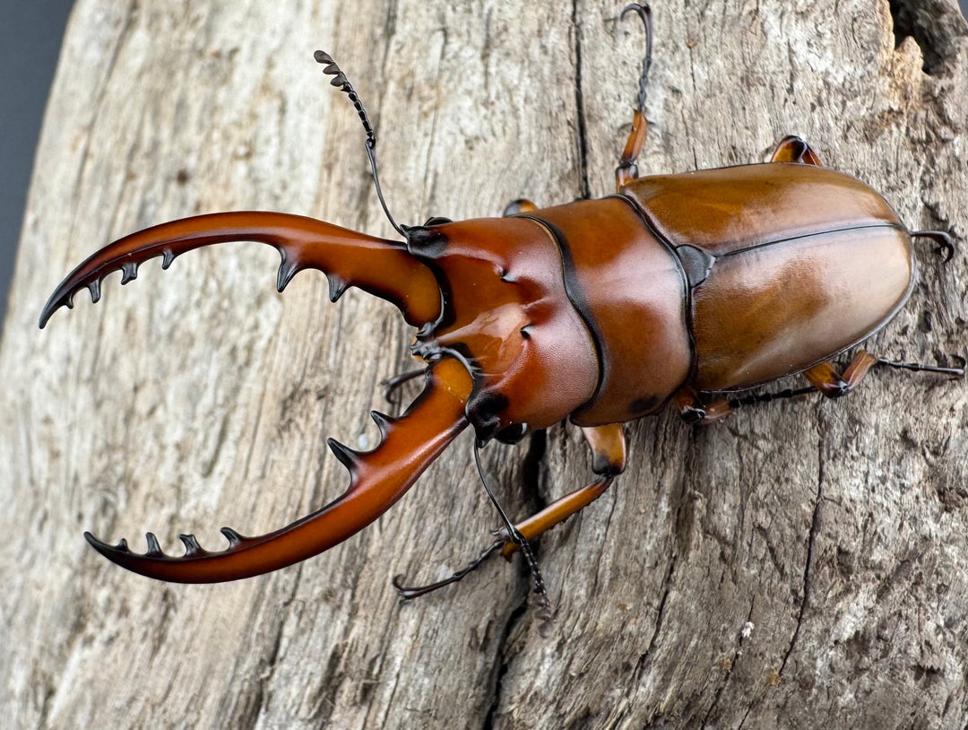 《カスタネウスノコギリ ヒマラヤ東部亜種 53mm ペア》